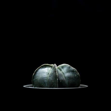 アストロフィツム 碧瑠璃鸞鳳玉 / Astrophytum myriostigma var. nudum