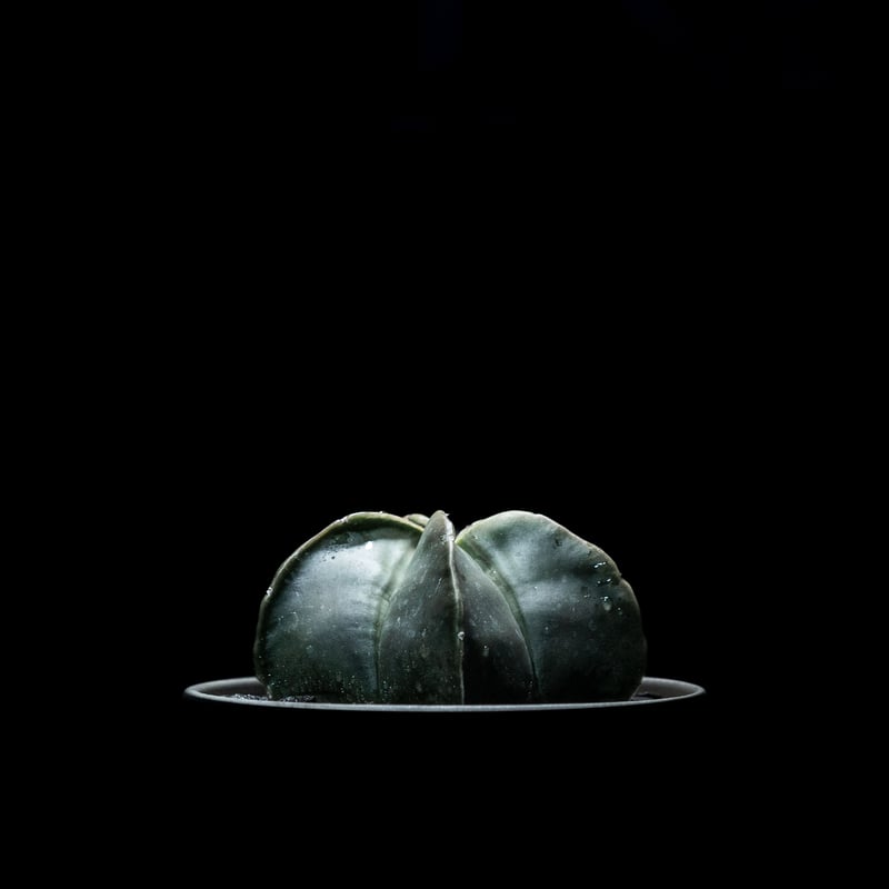 アストロフィツム 碧瑠璃鸞鳳玉 / Astrophytum myriostigma var.