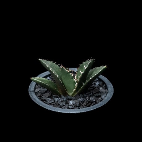 アガベ チタノタ 白鯨 / Agave titanota ‘White Whale’ #20