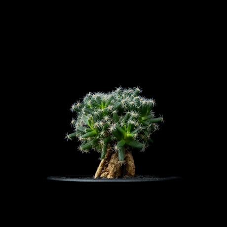 トリコディアデマ デンサム / Trichodiadema densum #13
