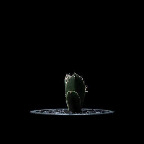 アガベ チタノタ 白鯨 / Agave titanota ‘White Whale’ #21