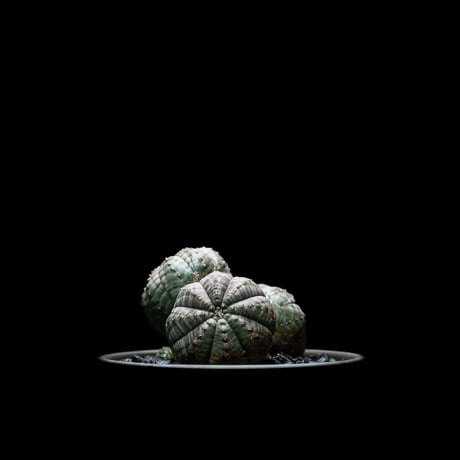 ユーフォルビア オベサ [多頭タイプ] / Euphorbia obesa f.caespitosa #3