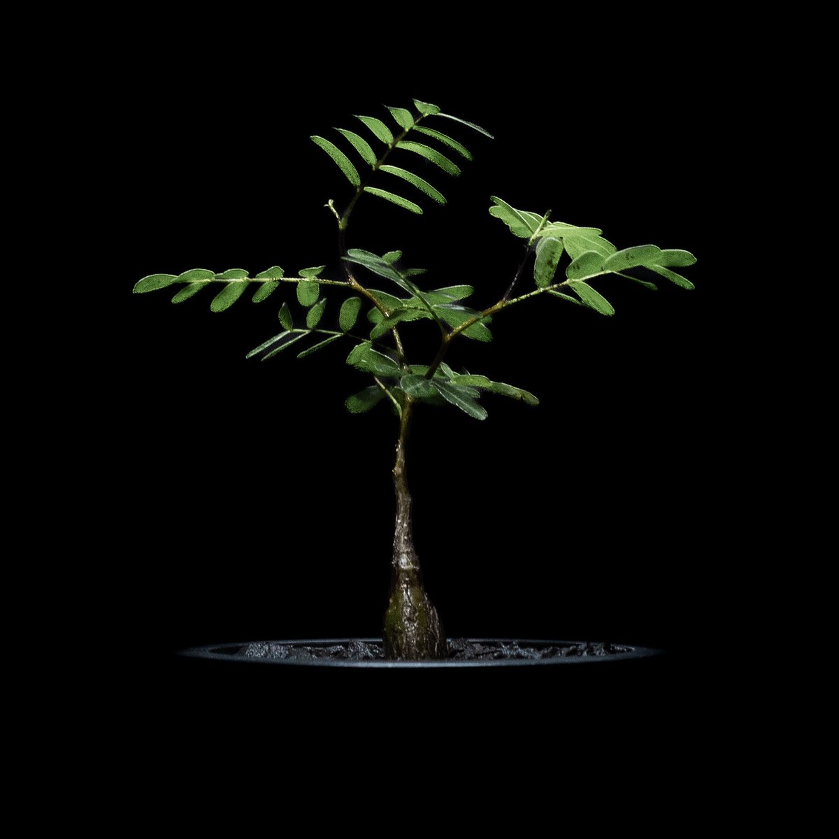 センナ メリディオナリス / Senna meridionalis #6 | Ducks (