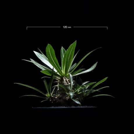 パキポディウム デンシカウレ / Pachypodium densicaule #3