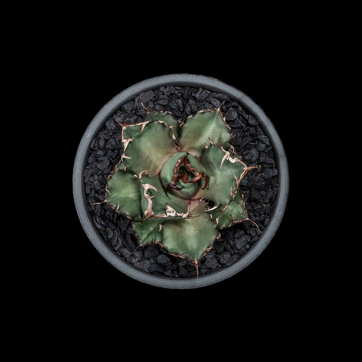 アガベ チタノタ 姫厳竜 / Agave titanota 'Dwarf' #4 | Duck