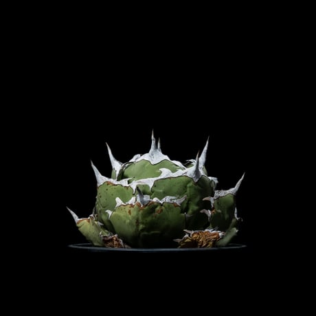 アガベ チタノタ 螃蟹 / Agave titanota ‘Crab’ #1