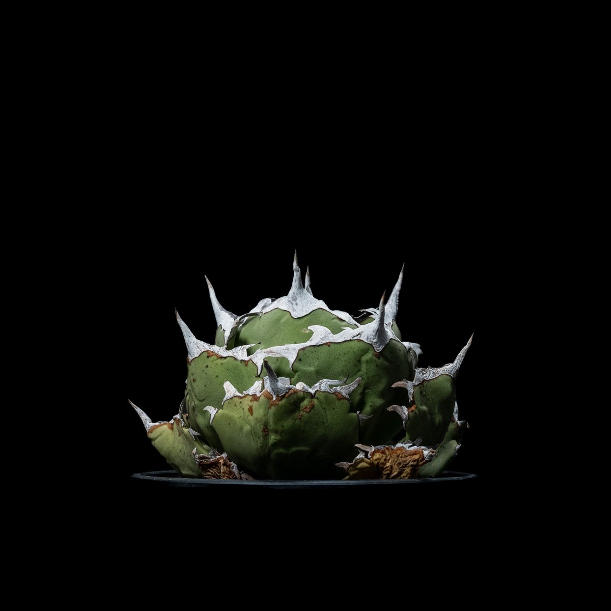 アガベ チタノタ 螃蟹 / Agave titanota 