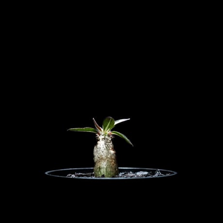 パキポディウム デンシフローラム / Pachypodium densiflorum