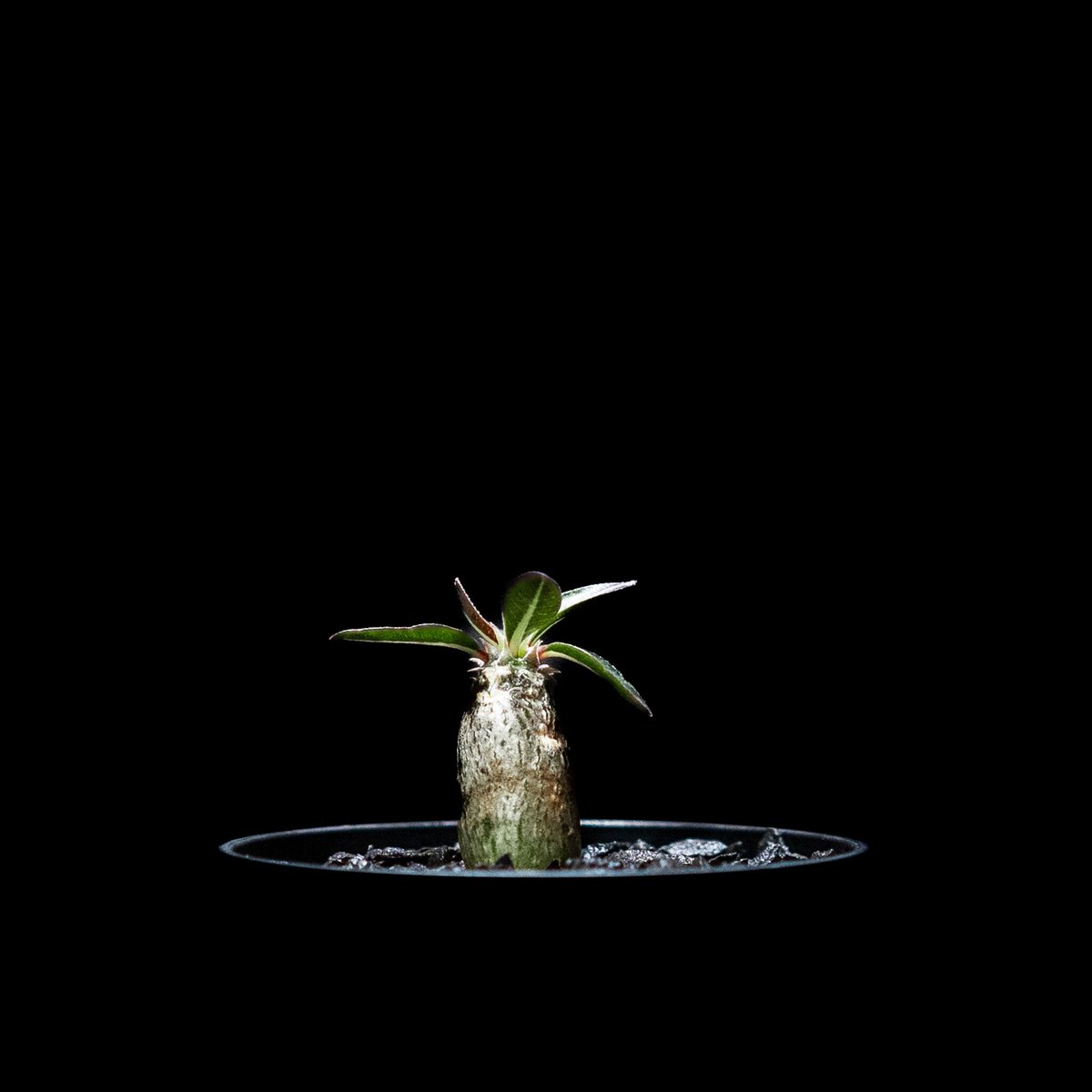 パキポディウム デンシフローラム / Pachypodium densiflorum | Du