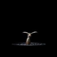 パキポディウム グラキリス / Pachypodium rosulatum var. gracilius #15