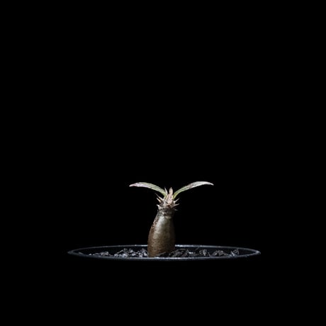 パキポディウム グラキリス / Pachypodium rosulatum var. gracilius #15