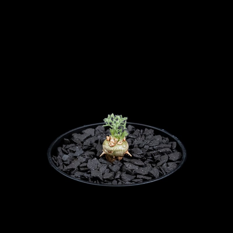 モンソニア ペニクリナム / Monsonia peniculina #25 | Ducks