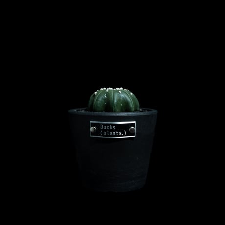 アストロフィツム スーパー兜 Vタイプ 3 アストロフィツム スーパー兜 Vタイプ 3 Astrophytum asterias