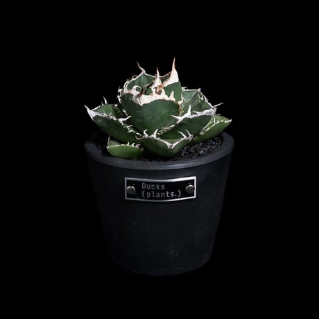 アガベ チタノタ 南アフリカダイヤモンド / Agave titanota 'South Africa Diamond'#12
