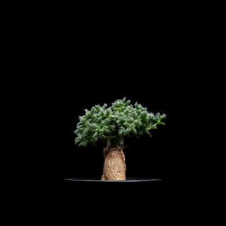 トリコディアデマ ブルボスム / Trichodiadema bulbosum #2