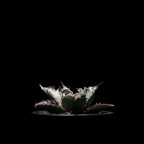 アガベ チタノタ シーザー / Agave titanota ‘Caesar’