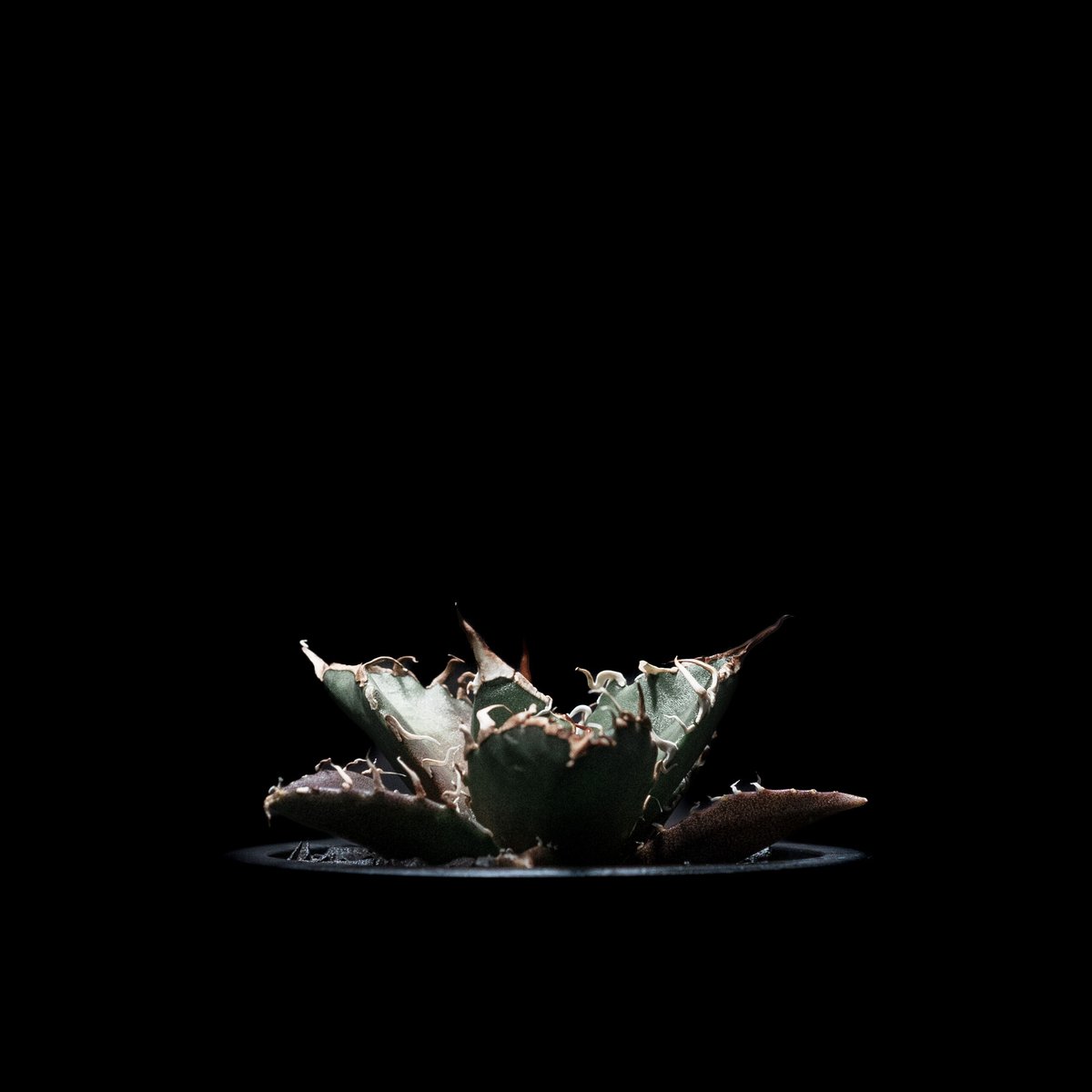 アガベ　チタノタ　シーザー　永久斑 アガベ チタノタ シーザー 永久斑 アガベ チタノタ シーザー / Agave