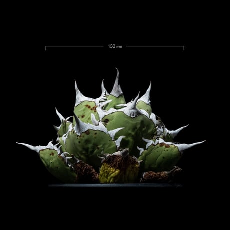 アガベ チタノタ 白排刺 大鋼牙 / Agave titanota ‘Chain’ #1
