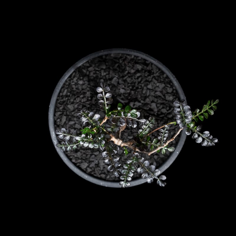 オペルクリカリアパキプスOperculicaryapachypus唯一無二 オペルクリカリア パキプス / Operculicarya pachypus #36 | D