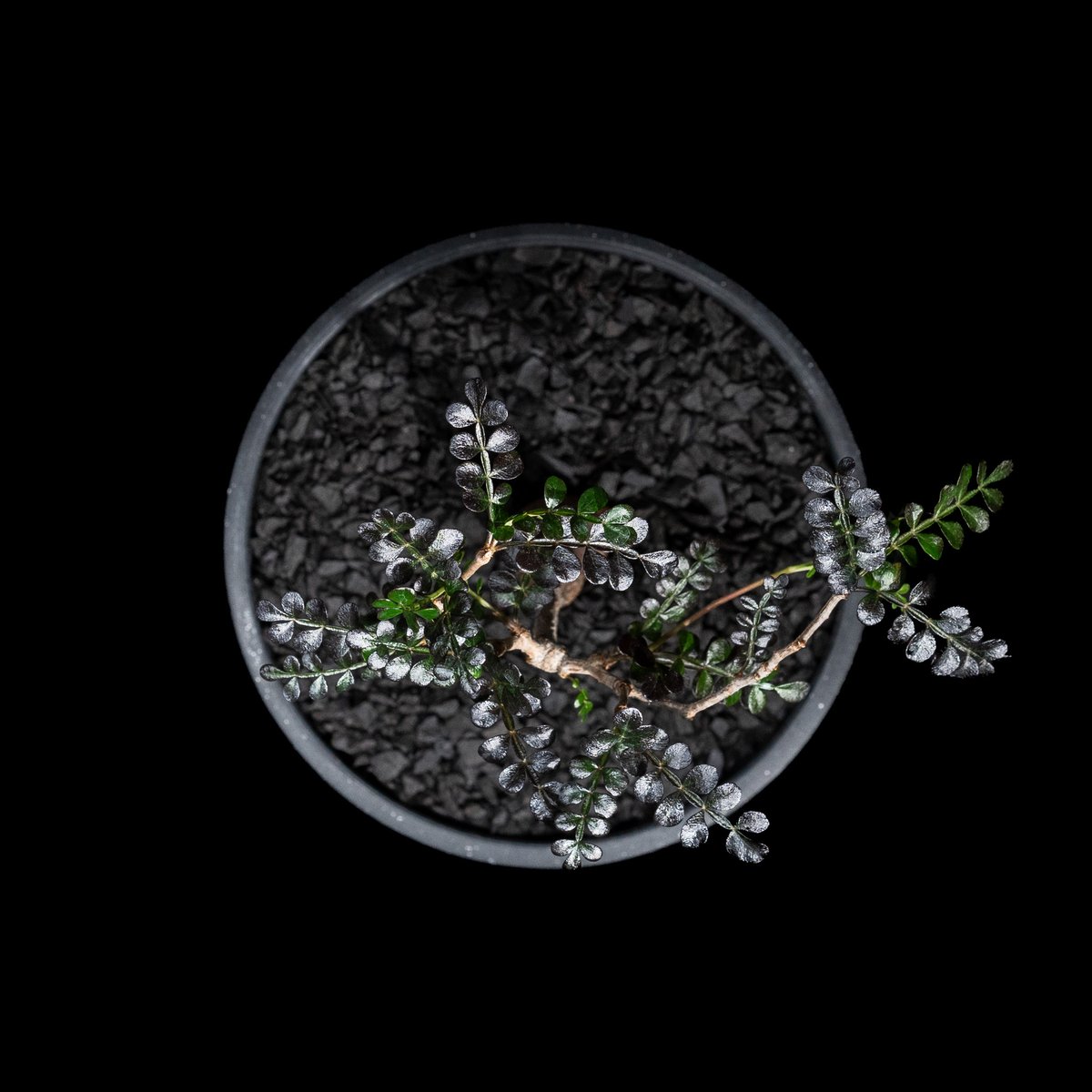 【Operculicarya pachypus｜オペルクリカリア・パキプス】 Operculicarya pachypus / オペルクリカリア パキプス