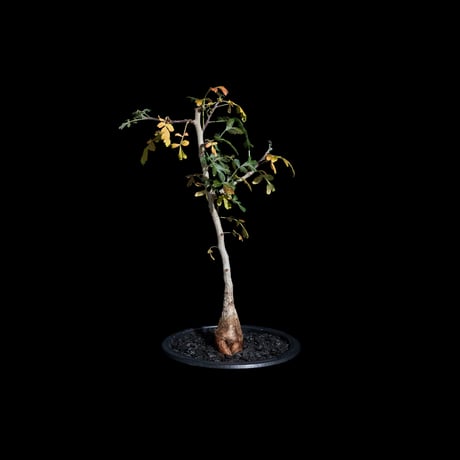パキコルムス ディスカラー / Pachycormus Discolor #1
