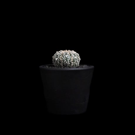 アストロフィツム アステリアス V-type / Astrophytum asterias 'V-type' #6