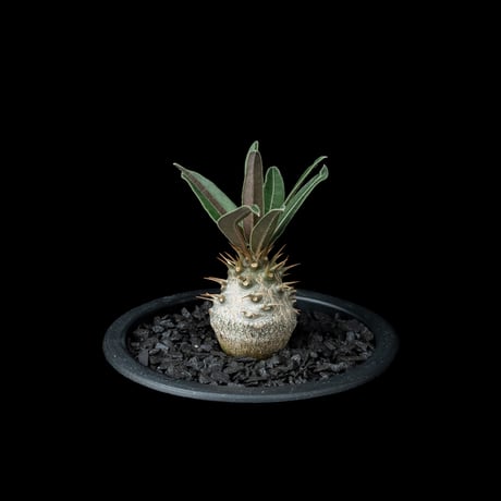 パキポディウム グラキリス / Pachypodium rosulatum var. gracilius #54