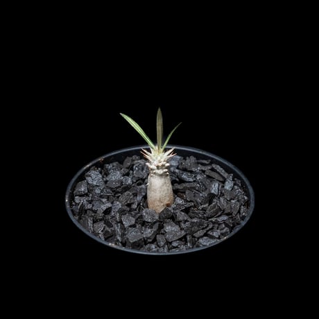 パキポディウム グラキリス / Pachypodium rosulatum var. gracilius #6