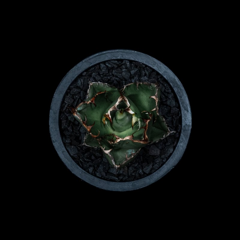 アガベ チタノタ ブラック&ブルー / Agave titanota 'Black & Blu