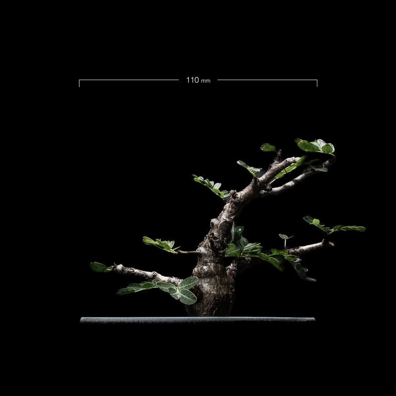 センナ メリディオナリス / Senna meridionalis #2 | Ducks (