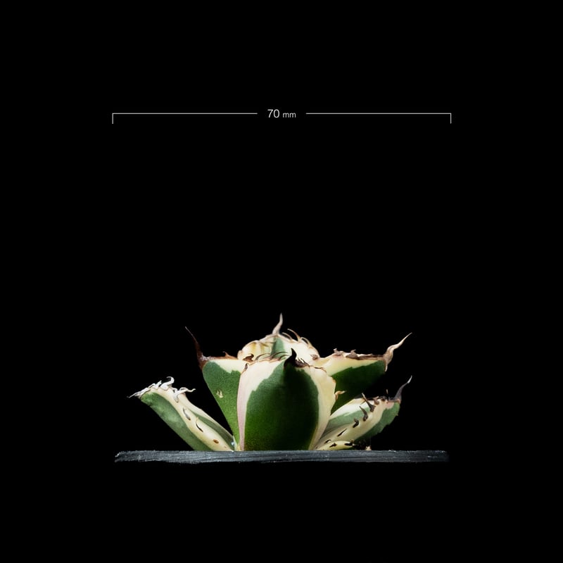 アガベ チタノタ スナグルトゥース 3株 良苗】アガベ