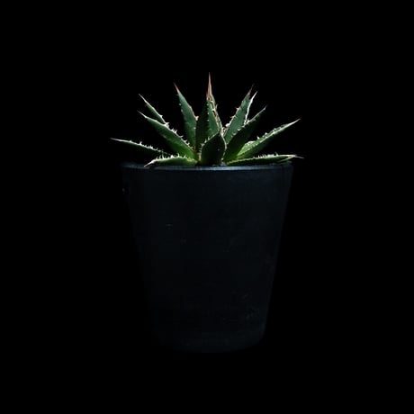 アガベ ホリダ / Agave horrida ssp. horrida #1