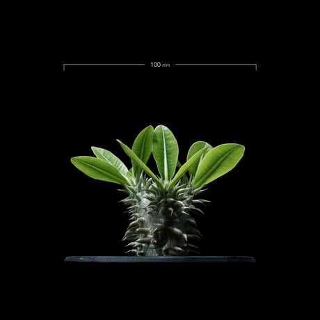 パキポディウム デンシカウレ / Pachypodium densicaule #10