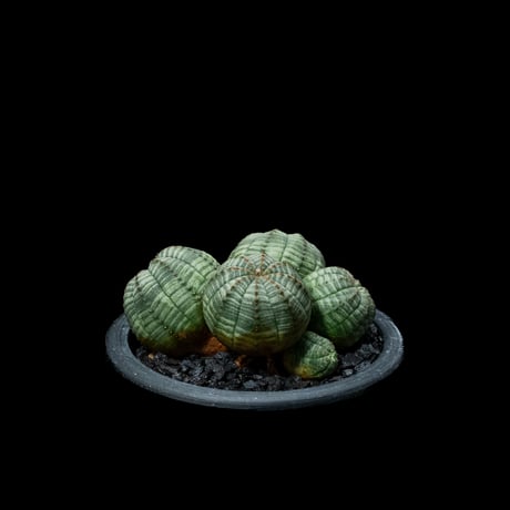ユーフォルビア オベサ [多頭タイプ] / Euphorbia obesa f.caespitosa #18