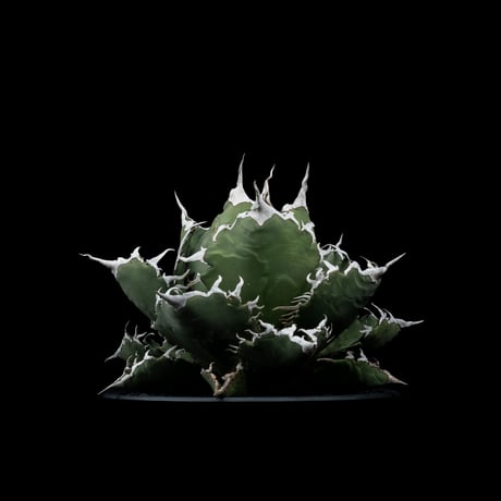 アガベ・チタノタ 夕映厳竜 / Agave titanota ‘Solar Eclipse’ #12