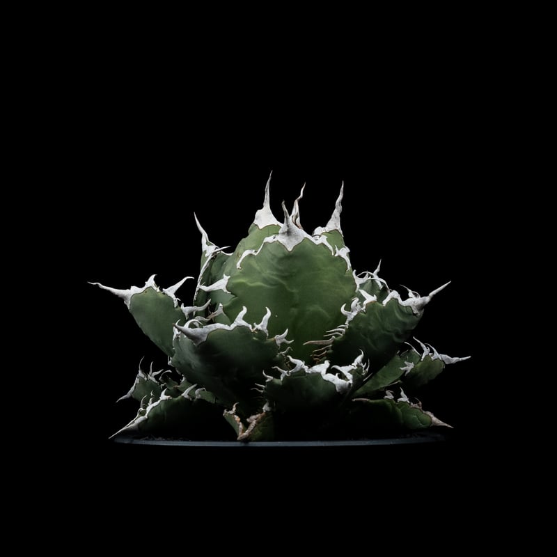 アガベ・チタノタ 夕映厳竜 / Agave titanota 'Solar Eclipse'