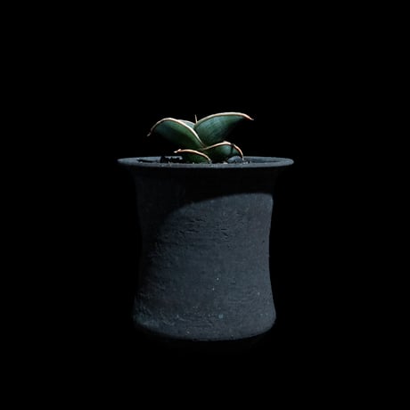 サンセベリア ロリダ / Sansevieria rorida #2