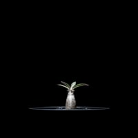 パキポディウム グラキリス / Pachypodium rosulatum var. gracilius #10