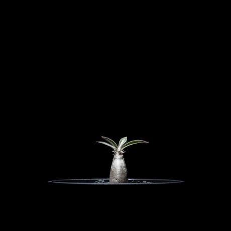 パキポディウム グラキリス / Pachypodium rosulatum var. gracilius #10