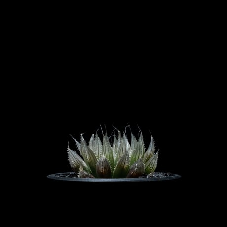 ハオルチア ムラサメ / Haworthia ‘Murasame’