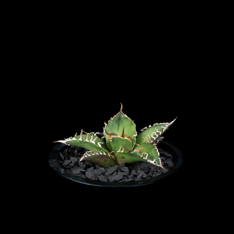 アガベ チタノタ シーザー / Agave titanota 'Caesar' #44 | D