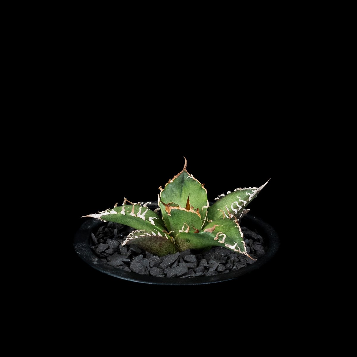 アガベ チタノタ シーザー / Agave titanota 'Caesar' #44 | D