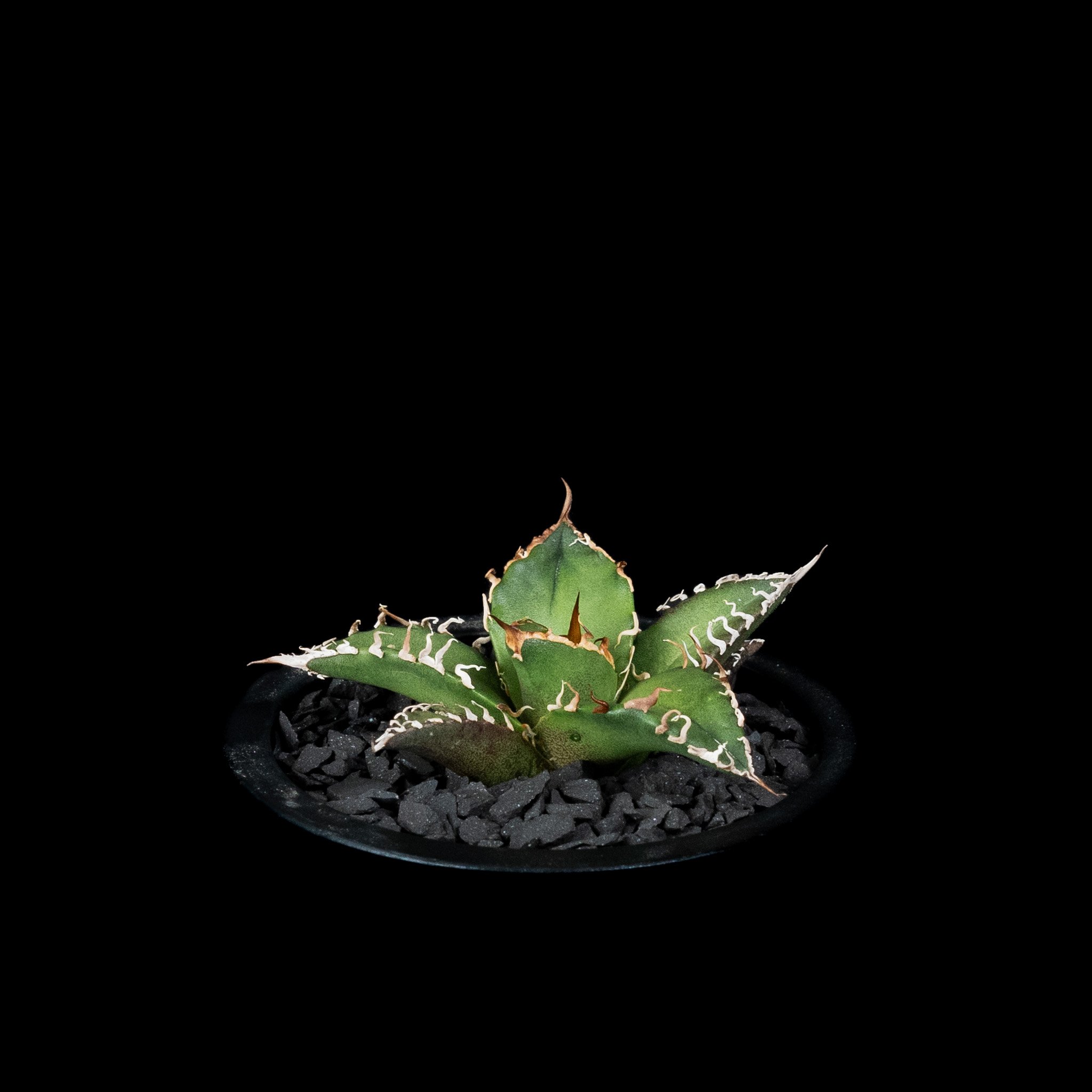 アガベ チタノタ シーザー / Agave titanota 'Caesar' #44 | D