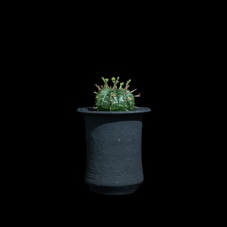 ユーフォルビア バリダ / Euphorbia meloformis ssp. valida #6