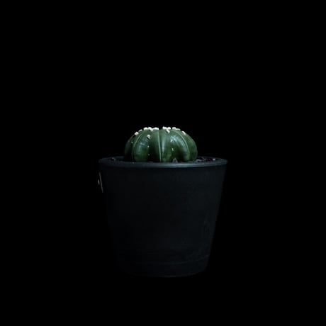アストロフィツム アステリアス ヒトデ型 / Astrophytum asterias 'Star Shape' #44