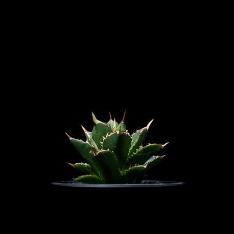 アガベ チタノタ 大島 / Agave titanota ‘Oshima’ #1