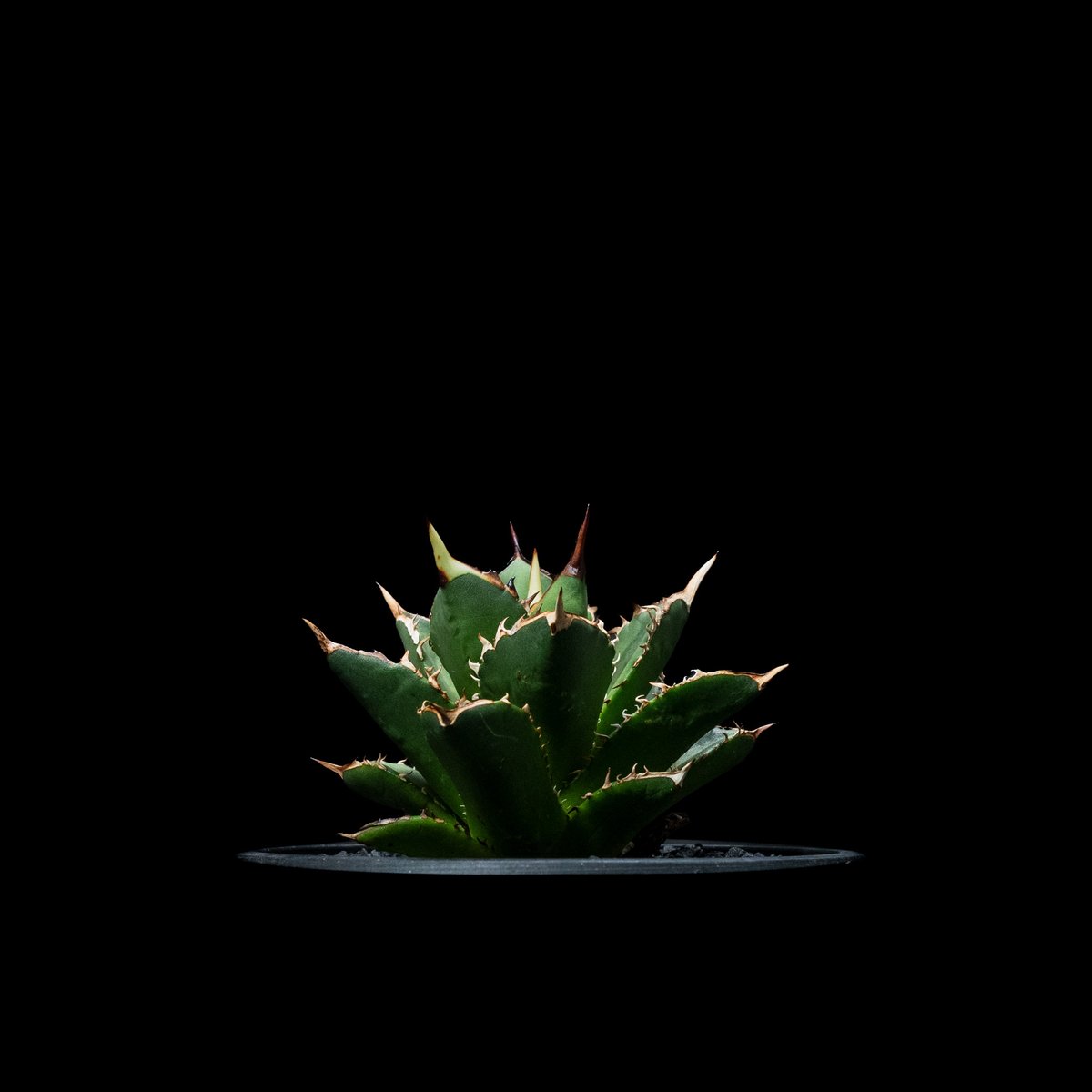 アガベ チタノタ 大島 / Agave titanota 'Oshima' #1 | Duck
