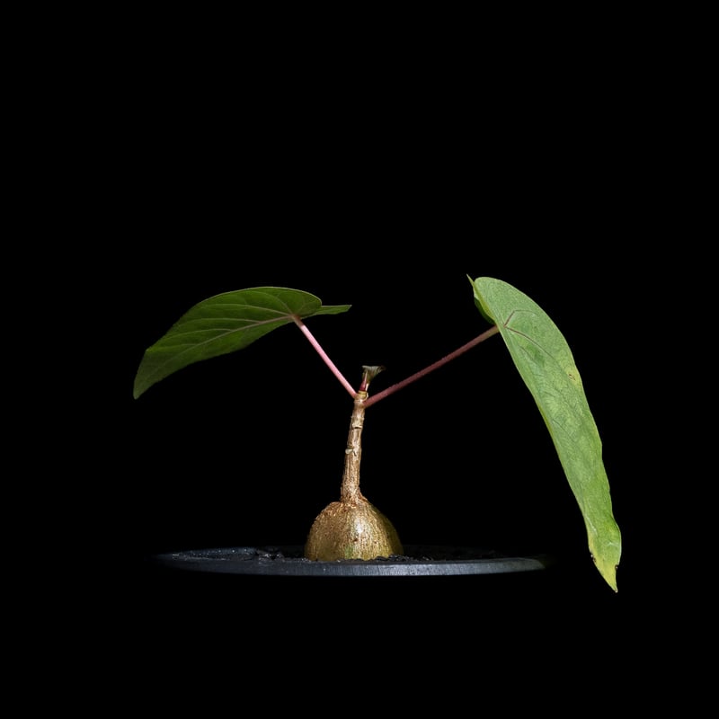 フィカス ペティオラリス / Ficus petiolaris #1 | Ducks ( pl