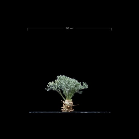 モンソニア ペニクリナム / Monsonia peniculina #30