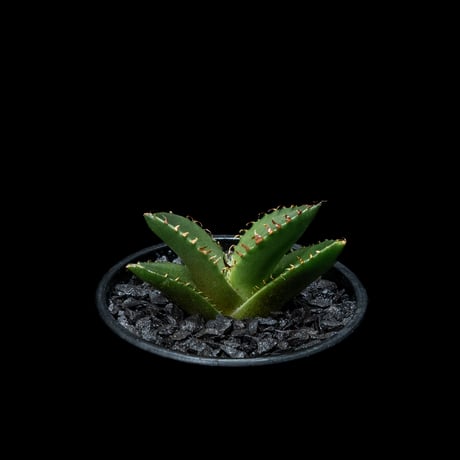 アガベ チタノタ 螃蟹 / Agave titanota ‘Crab’ #2